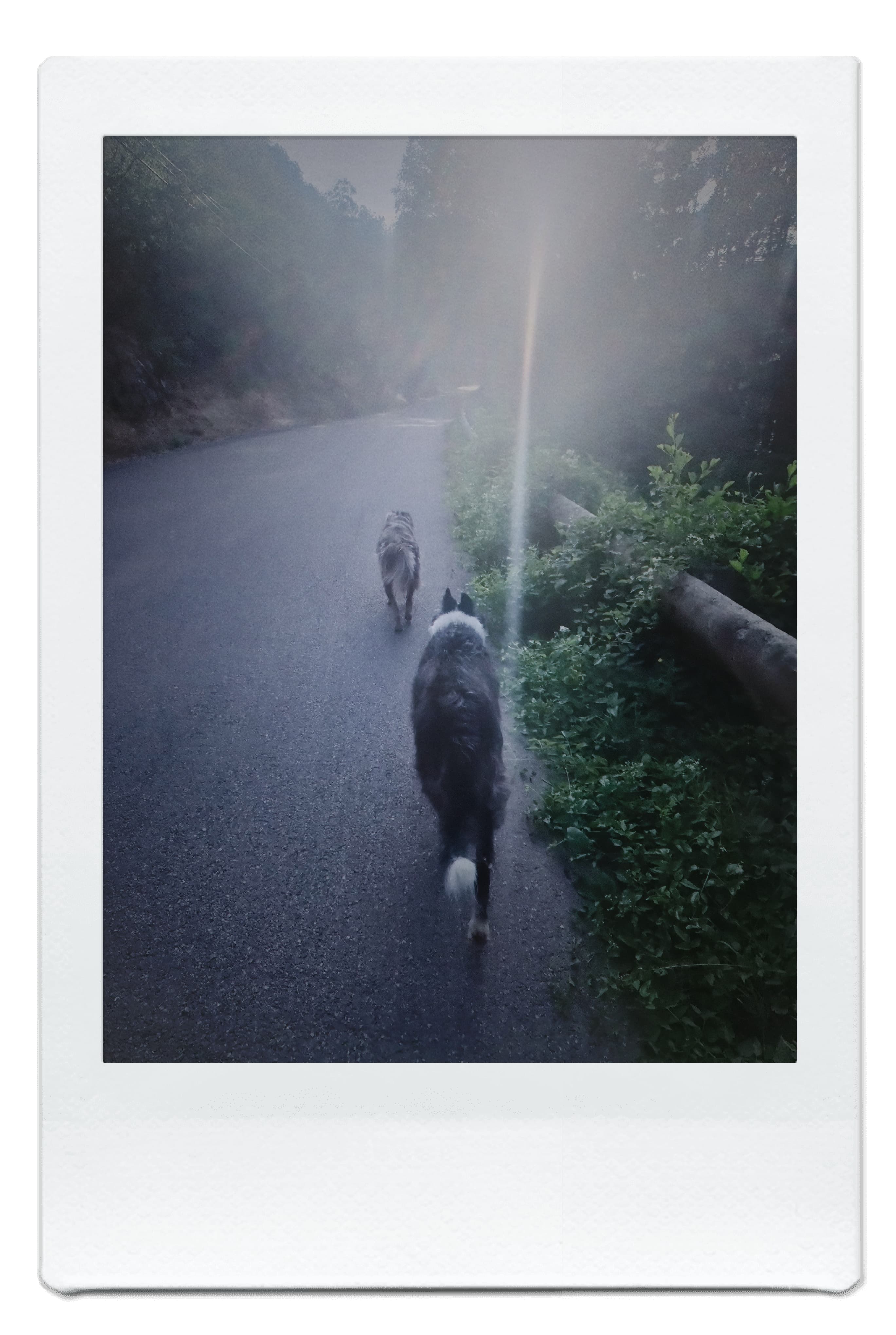 Portrait et animal