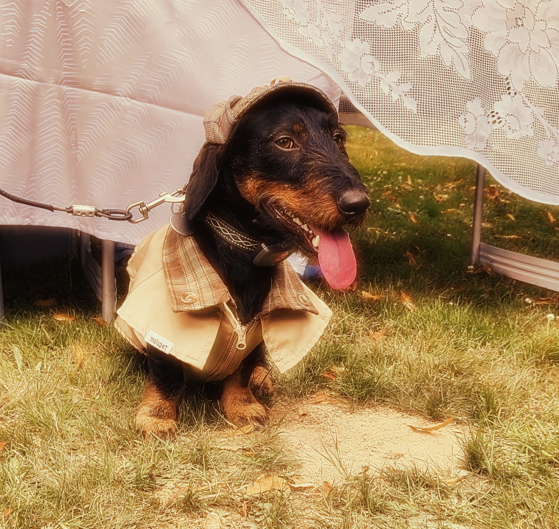 Chien photographié dans un univers de marque créé pour un contenu partenaire