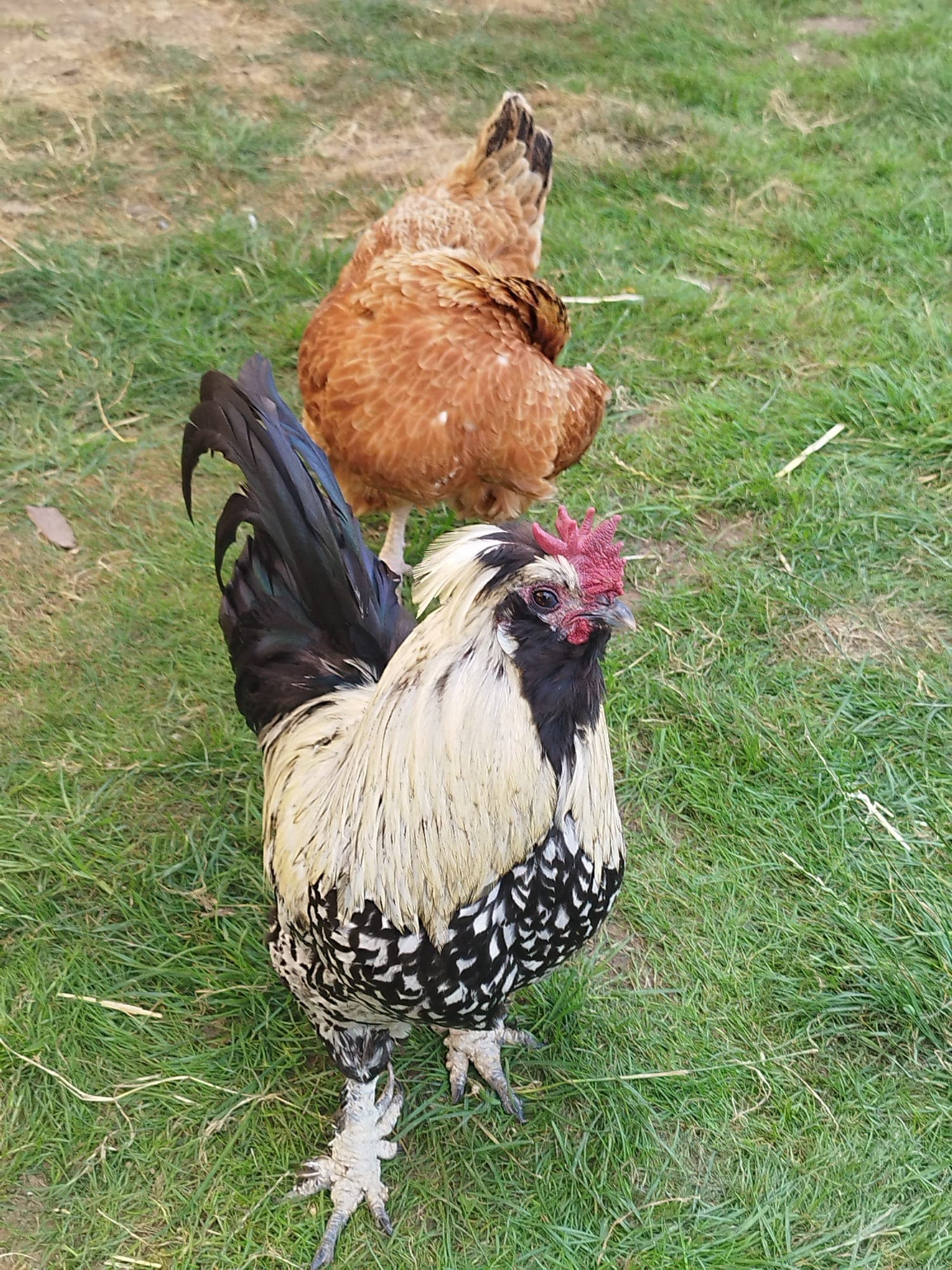 Poules rencontrées lors d’un reportage animalier
