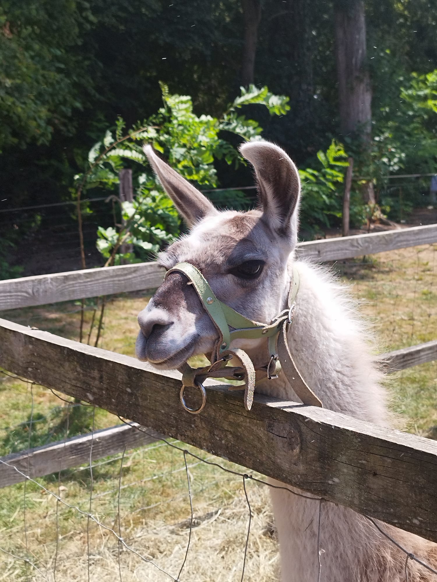Lama dans un lieu animalier